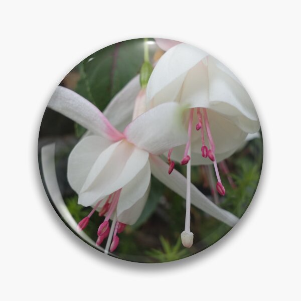 Item preview, Beautiful white and pink fuchsias flowers picture designed and sold by naturematters.