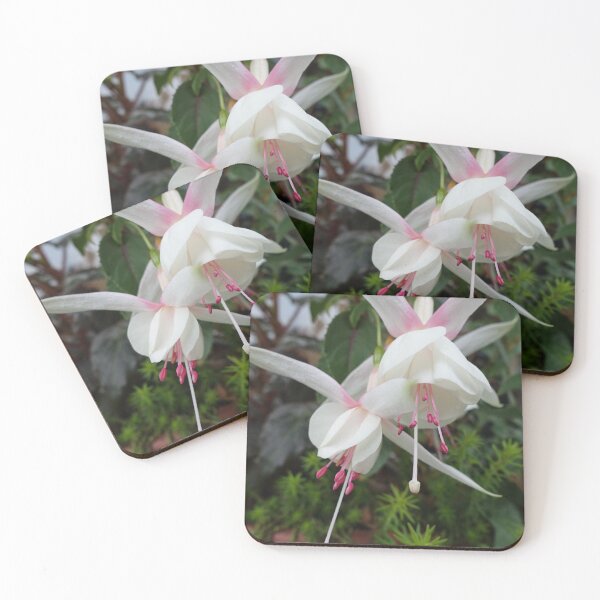 Item preview, Beautiful white and pink fuchsias flowers picture designed and sold by naturematters.