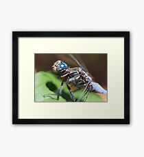 Blue Dragonfly Framed Print