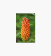 Torch Lily Art Board