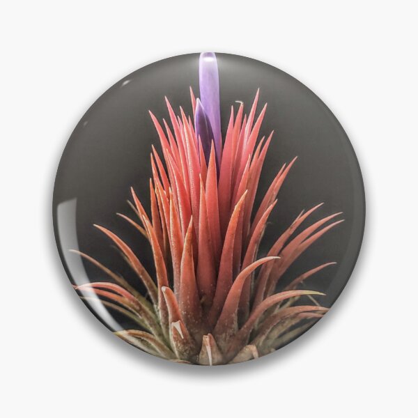 Item preview, Tillandsia in bloom designed and sold by Deathplant.