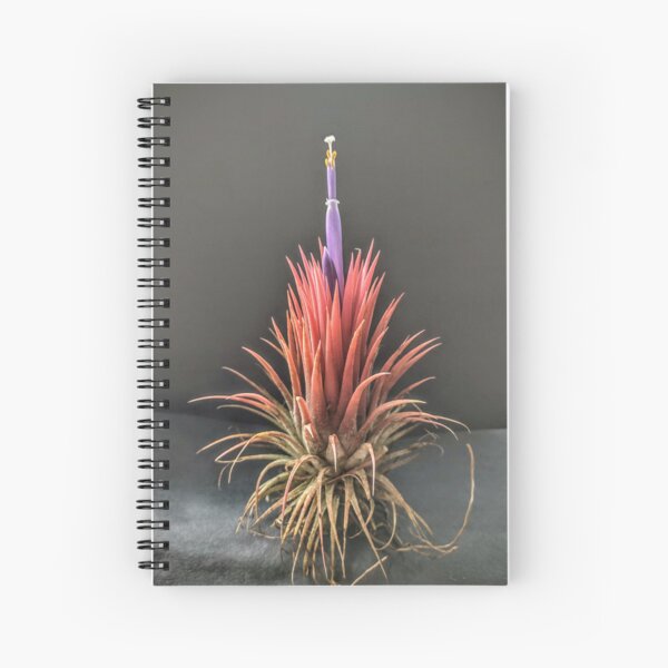 Item preview, Tillandsia in bloom designed and sold by Deathplant.