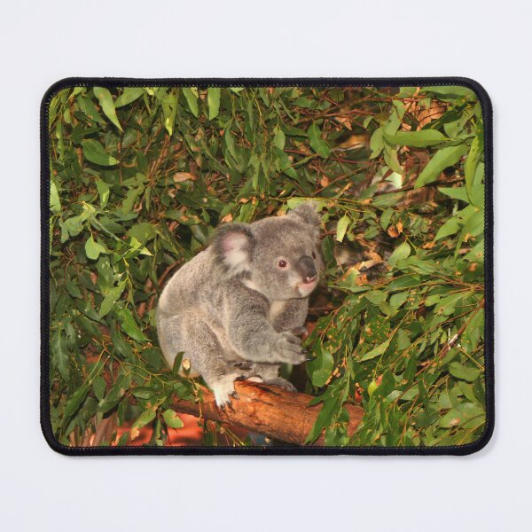 Item preview, Young koala among the gumleaves, Australia designed and sold by FranWest.
