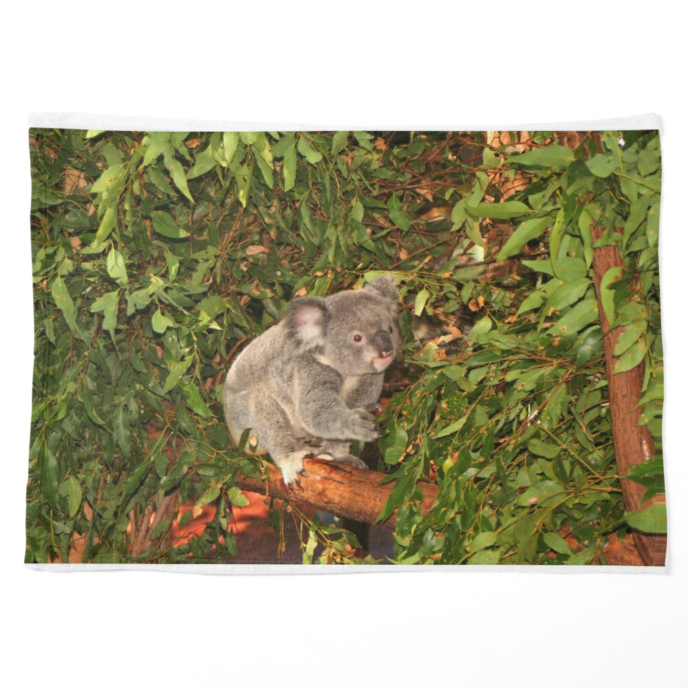 Poster for Sale avec l'œuvre « Joyeux anniversaire: joli koala australien »  de l'artiste FranWest
