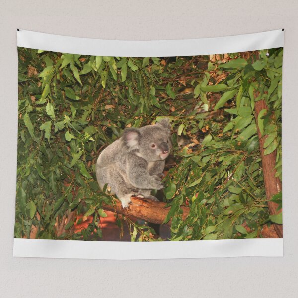 Item preview, Young koala among the gumleaves, Australia  designed and sold by FranWest.