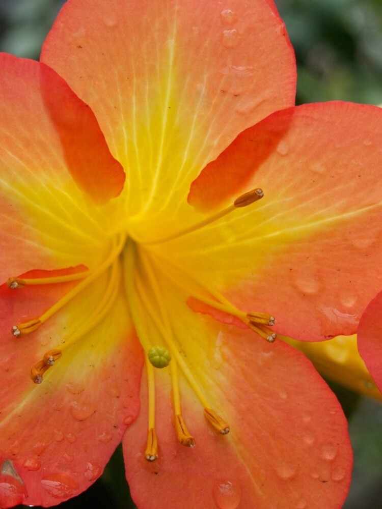 Rhododendron Splendor with Raindrops from A Gardener's Notebook by douglasewelch