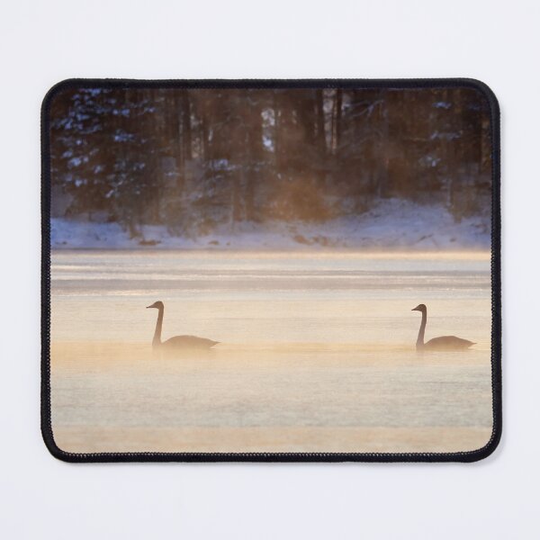 Item preview, Morning glory for the young ones. Whooper swan designed and sold by Jouko Lehto Photography.