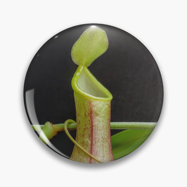 Item preview, Nepenthes species tobaica  designed and sold by Deathplant.