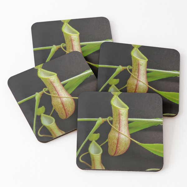 Item preview, Nepenthes species tobaica  designed and sold by Deathplant.