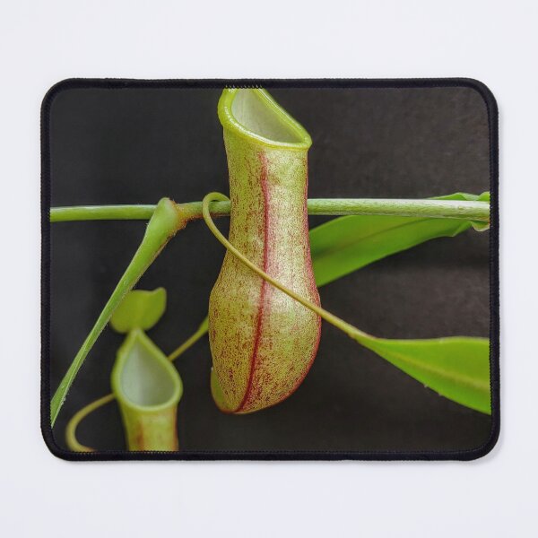 Item preview, Nepenthes species tobaica  designed and sold by Deathplant.