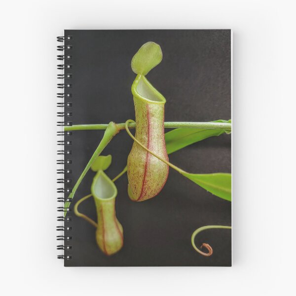 Item preview, Nepenthes species tobaica  designed and sold by Deathplant.