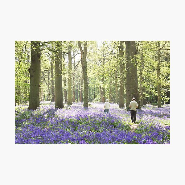 Blickling Bluebells Photographic Print