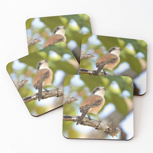 Item preview, Burmese Shrike designed and sold by hamsambly.