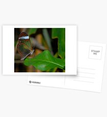 glasswing butterfly Postcards
