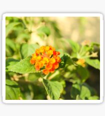 Orange Flowers Sticker