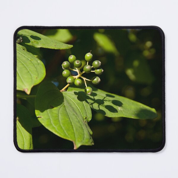 Item preview, Unripe berries designed and sold by Milan Latta.