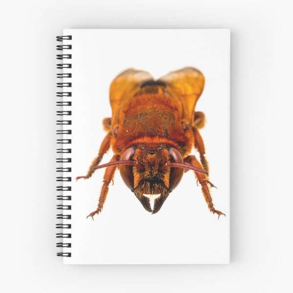 Item preview, Leafcutter bee (Megachile (Lophanthedon) dimidiata) designed and sold by ArthroLove.