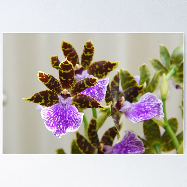 Artikelvorschau, Orchid entworfen und verkauft von Fred  Smith.