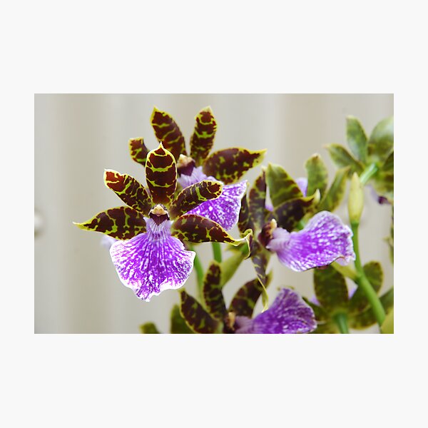 Artikelvorschau, Orchid entworfen und verkauft von Fred  Smith.