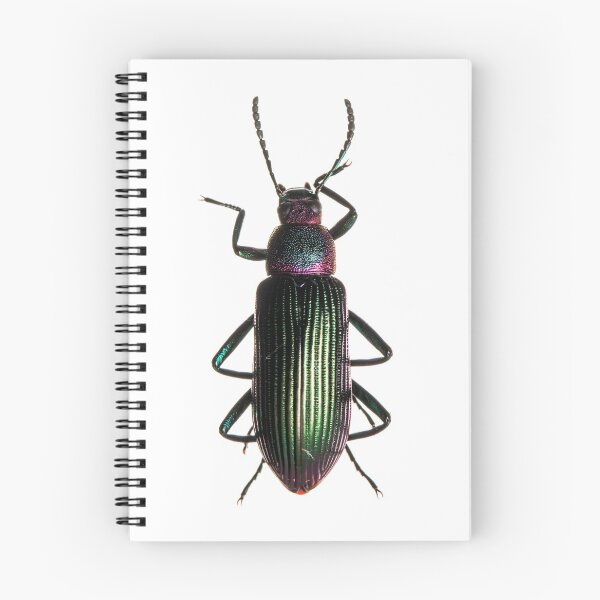 Item preview, Darkling beetle (Strongylium sp., Tenebrionidae) designed and sold by ArthroLove.