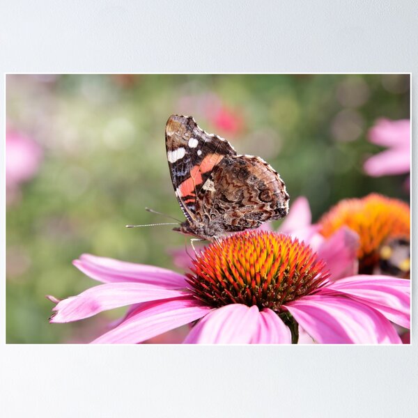Red Admiral on Flower Poster