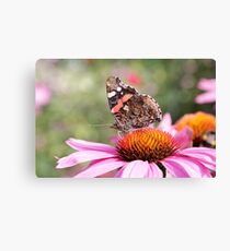 Red Admiral on Flower Canvas Print