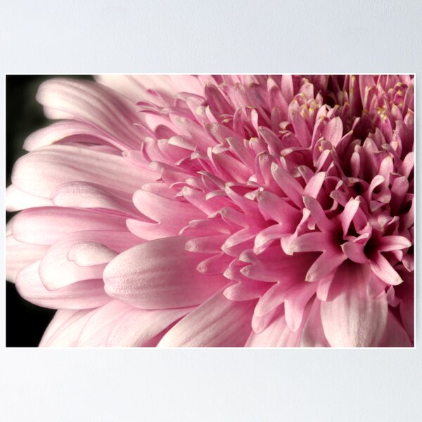 Artikel-Vorschau von Pink Chrysanthme, designt und verkauft von SmoothBreeze7.