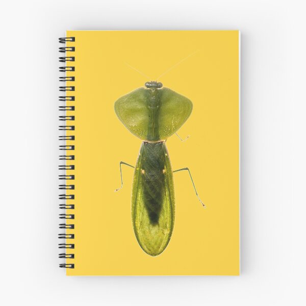 Item preview, Peruvian shield mantis (Choeradodis rhombicollis) designed and sold by ArthroLove.