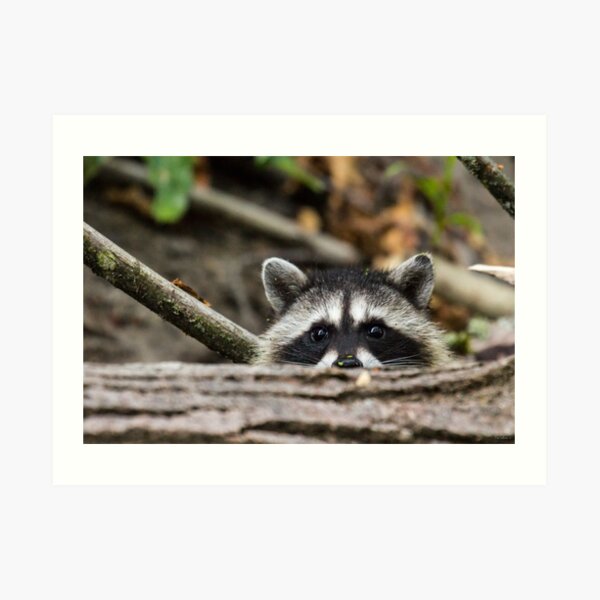 Peering Raccoon Art Print
