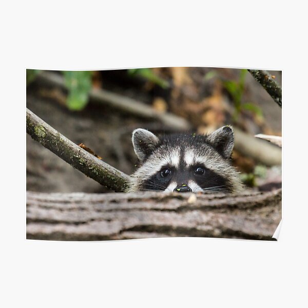 Peering Raccoon Poster