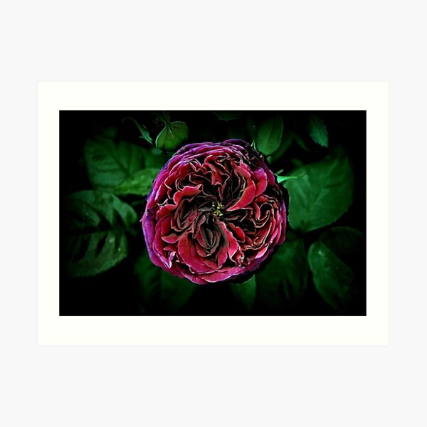 Scent of a Rose Art Print