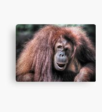 Sumatran Orangutan Canvas Print
