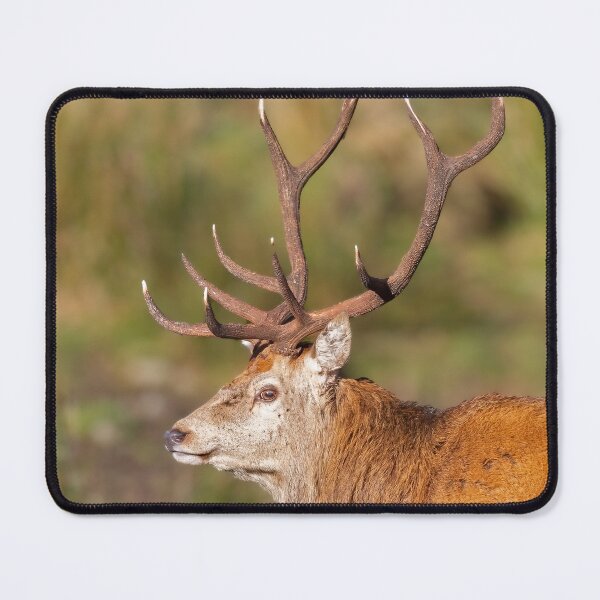Item preview, Red Deer Stag with Antlers designed and sold by derekbeattie.