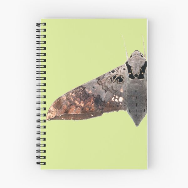 Item preview, Giant hawkmoth (Cechenena helops helops) designed and sold by ArthroLove.