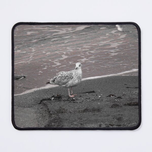 Item preview, Gull at Coast Effects Crawfordsburn Nature Lovers designed and sold by eddiebarronshop.