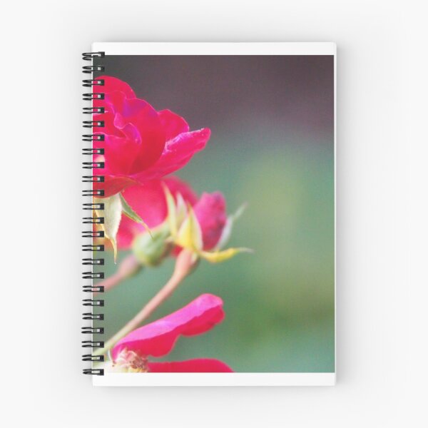 Artikelvorschau, Fuchsia Rose entworfen und verkauft von HelenPDesigns.