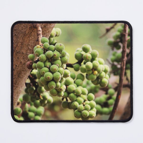 Item preview, Cluster Fig Fruits. designed and sold by VgBingi.