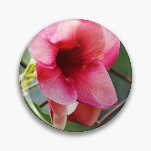 Item preview, Allamanda Blanchetii Flowers. designed and sold by VgBingi.