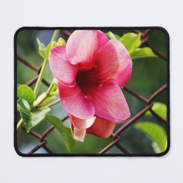 Item preview, Allamanda Blanchetii Flowers. designed and sold by VgBingi.