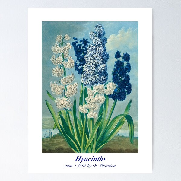 Item preview, Blue Hyacinths Vintage Botanical Art  designed and sold by Marymarice.