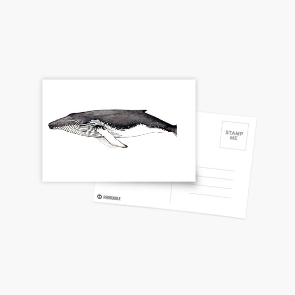Humpback whale Postcard