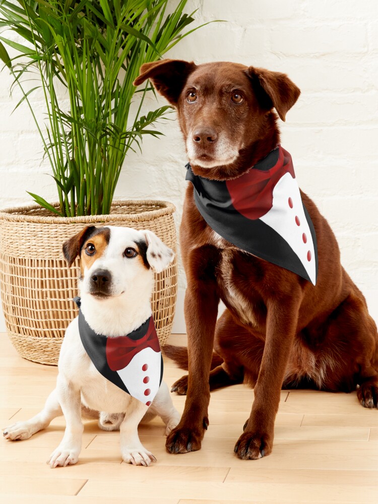 Burgundy dog shop bow tie