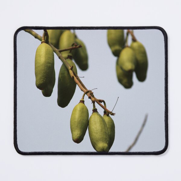 Item preview, Ceiba Pentandra Fruits. designed and sold by VgBingi.