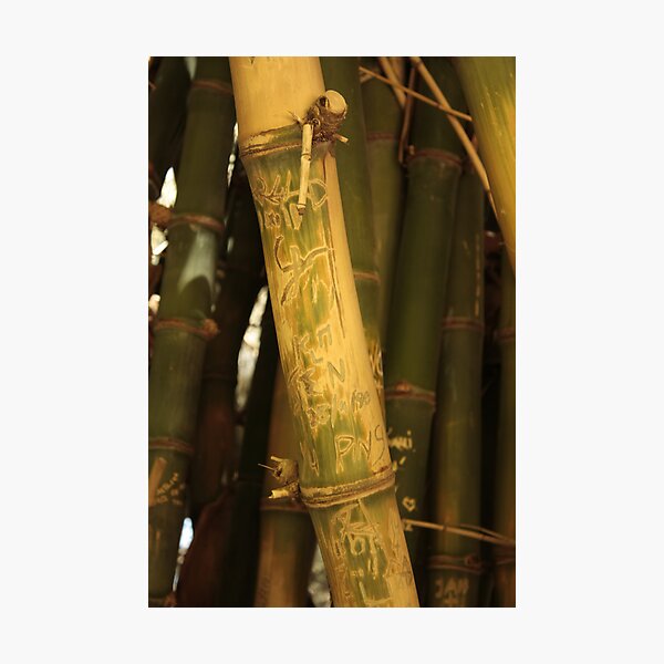 Bamboo Photographic Print