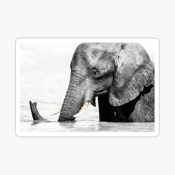 Vista previa del artículo con la obra «Elefante Chobe River Botswana High Key», diseñado y vendido por PhotoArt by Joan Carroll.