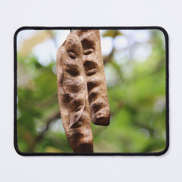 Item preview, Acacia Tree Pods. designed and sold by VgBingi.