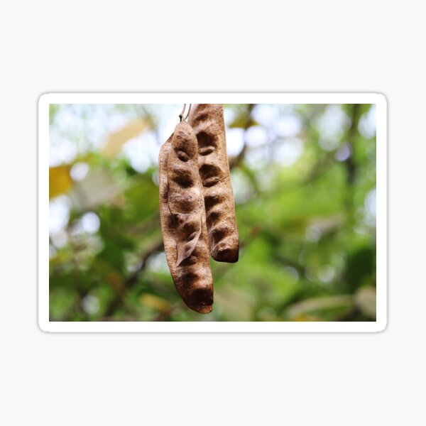 Item preview, Acacia Tree Pods. designed and sold by VgBingi.