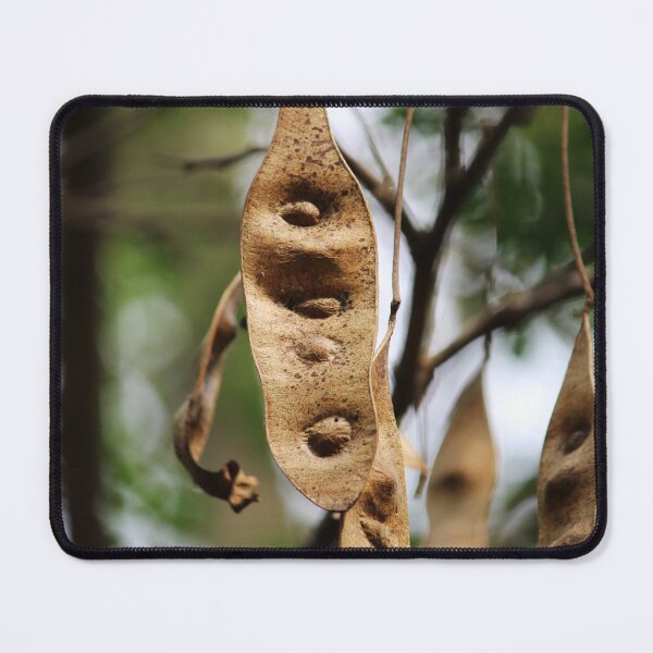 Item preview, Acacia Tree Pods. designed and sold by VgBingi.