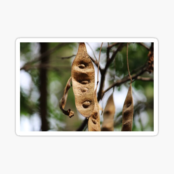 Item preview, Acacia Tree Pods. designed and sold by VgBingi.