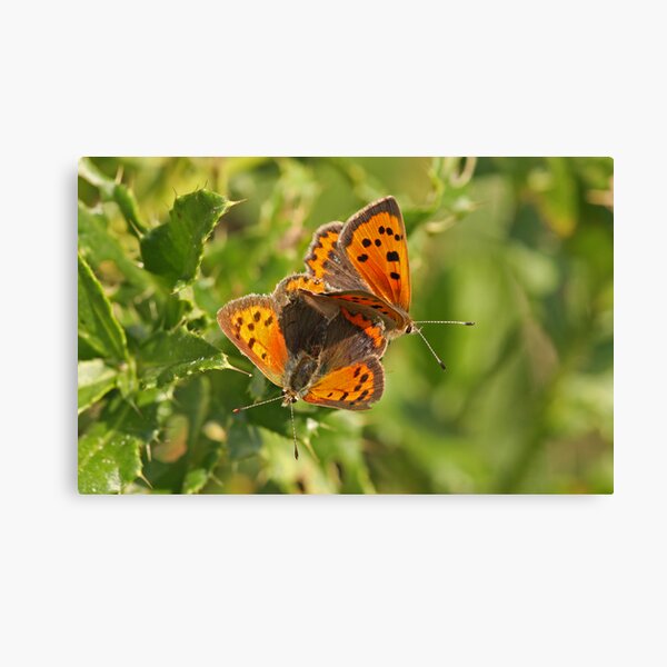Small Copper Butterfly Canvas Print